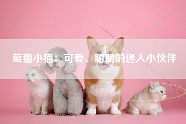 蓝猫小猫：可爱、聪明的迷人小伙伴