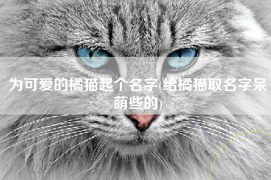 为可爱的橘猫起个名字(给橘猫取名字呆萌些的)