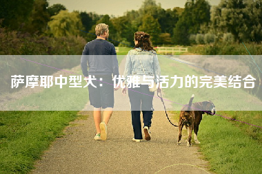 萨摩耶中型犬：优雅与活力的完美结合