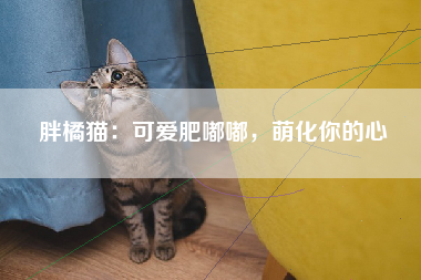 胖橘猫：可爱肥嘟嘟，萌化你的心