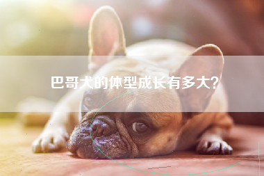 巴哥犬的体型成长有多大？