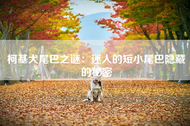 柯基犬尾巴之谜：迷人的短小尾巴隐藏的秘密