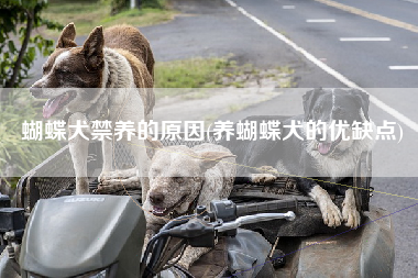 蝴蝶犬禁养的原因(养蝴蝶犬的优缺点)