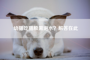 幼猫吃猫粮需泡水？解答在此