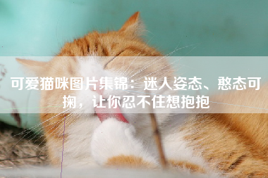 可爱猫咪图片集锦：迷人姿态、憨态可掬，让你忍不住想抱抱