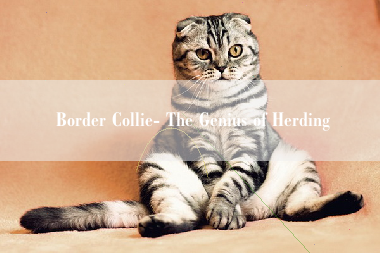 Border Collie- The Genius of Herding