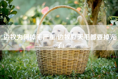 边牧为何掉毛严重(边牧夏天毛都要掉光了)