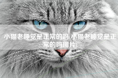 小猫老睡觉是正常的吗(小猫老睡觉是正常的吗图片)