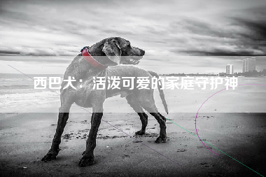 西巴犬：活泼可爱的家庭守护神