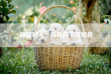 橘猫粘人：温暖的毛茸陪伴