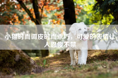 小猫时而调皮时而乖巧，可爱的表情让人忍俊不禁