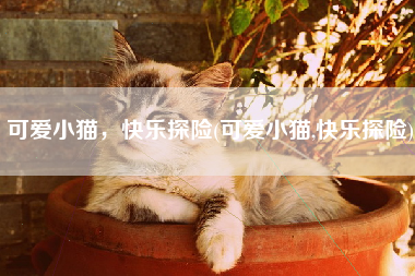 可爱小猫，快乐探险(可爱小猫,快乐探险)