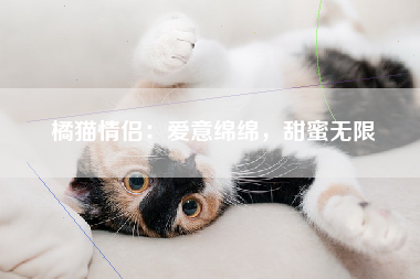 橘猫情侣：爱意绵绵，甜蜜无限