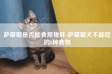 萨摩耶是否能食用猪肝-萨摩耶犬不能吃的8种食物