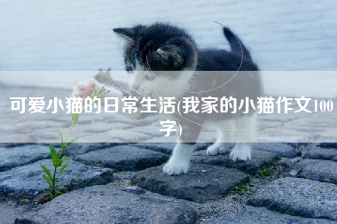 可爱小猫的日常生活(我家的小猫作文100字)