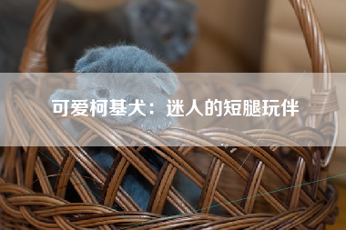 可爱柯基犬：迷人的短腿玩伴