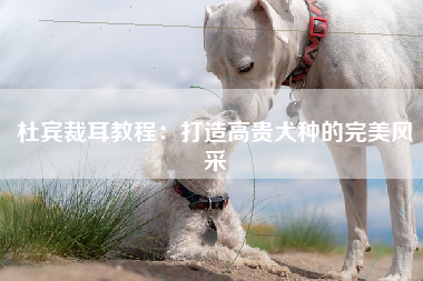 杜宾裁耳教程：打造高贵犬种的完美风采