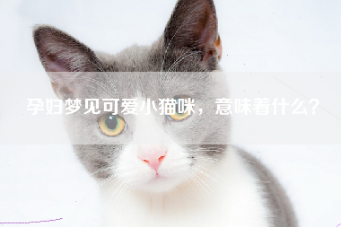 孕妇梦见可爱小猫咪，意味着什么？