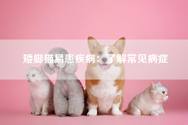 矮脚猫易患疾病：了解常见病症