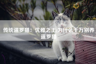 传统暹罗猫：优雅之王;为什么千万别养暹罗猫