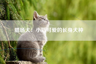 腊肠犬：小巧可爱的长身犬种