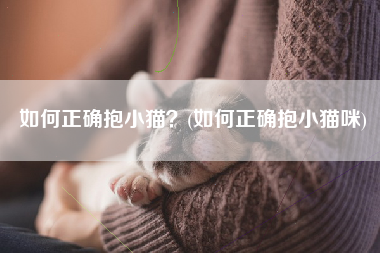 如何正确抱小猫？(如何正确抱小猫咪)