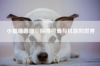 小猫喵喵喵：探寻可爱与机智的世界