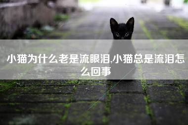 小猫为什么老是流眼泪,小猫总是流泪怎么回事