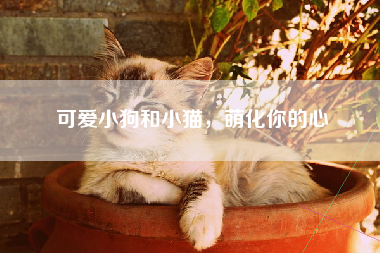 可爱小狗和小猫，萌化你的心