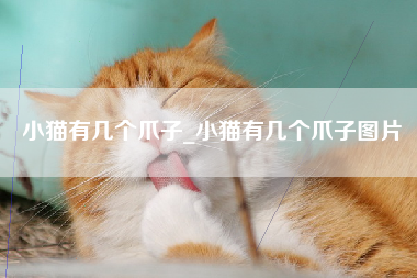 小猫有几个爪子_小猫有几个爪子图片