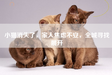 小猫消失了，家人焦虑不安，全城寻找展开