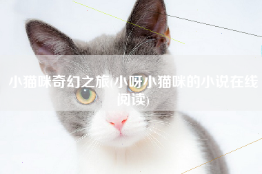 小猫咪奇幻之旅(小呀小猫咪的小说在线阅读)