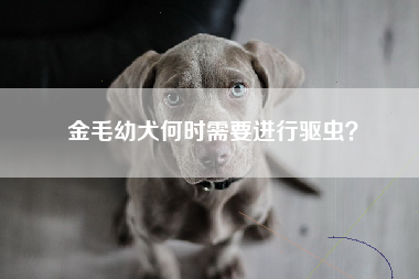 金毛幼犬何时需要进行驱虫？