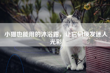 小猫也能用的沐浴露，让它们焕发迷人光彩