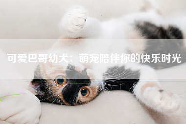 可爱巴哥幼犬：萌宠陪伴你的快乐时光