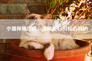 小猫保暖攻略：温暖冬日的贴心呵护