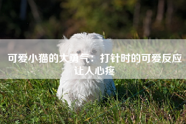 可爱小猫的大勇气：打针时的可爱反应让人心疼