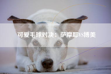 可爱毛球对决：萨摩耶VS博美