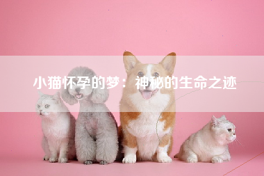 小猫怀孕的梦：神秘的生命之迹