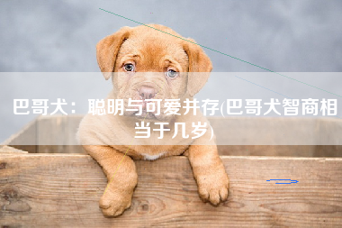 巴哥犬：聪明与可爱并存(巴哥犬智商相当于几岁)