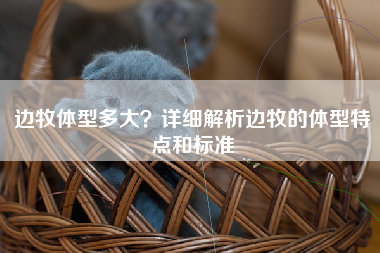 边牧体型多大？详细解析边牧的体型特点和标准