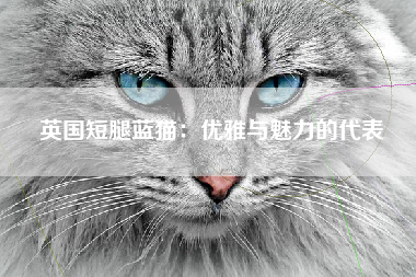 英国短腿蓝猫：优雅与魅力的代表