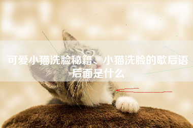 可爱小猫洗脸秘籍、小猫洗脸的歇后语后面是什么