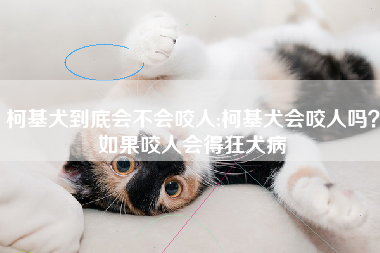 柯基犬到底会不会咬人;柯基犬会咬人吗？如果咬人会得狂犬病