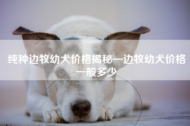 纯种边牧幼犬价格揭秘—边牧幼犬价格一般多少