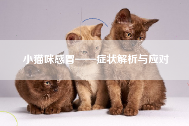 小猫咪感冒——症状解析与应对