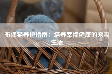 布偶猫养护指南：培养幸福健康的宠物生活