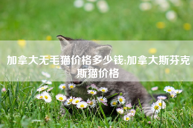 加拿大无毛猫价格多少钱;加拿大斯芬克斯猫价格