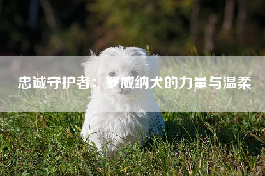 忠诚守护者：罗威纳犬的力量与温柔