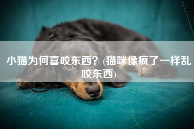 小猫为何喜咬东西？(猫咪像疯了一样乱咬东西)